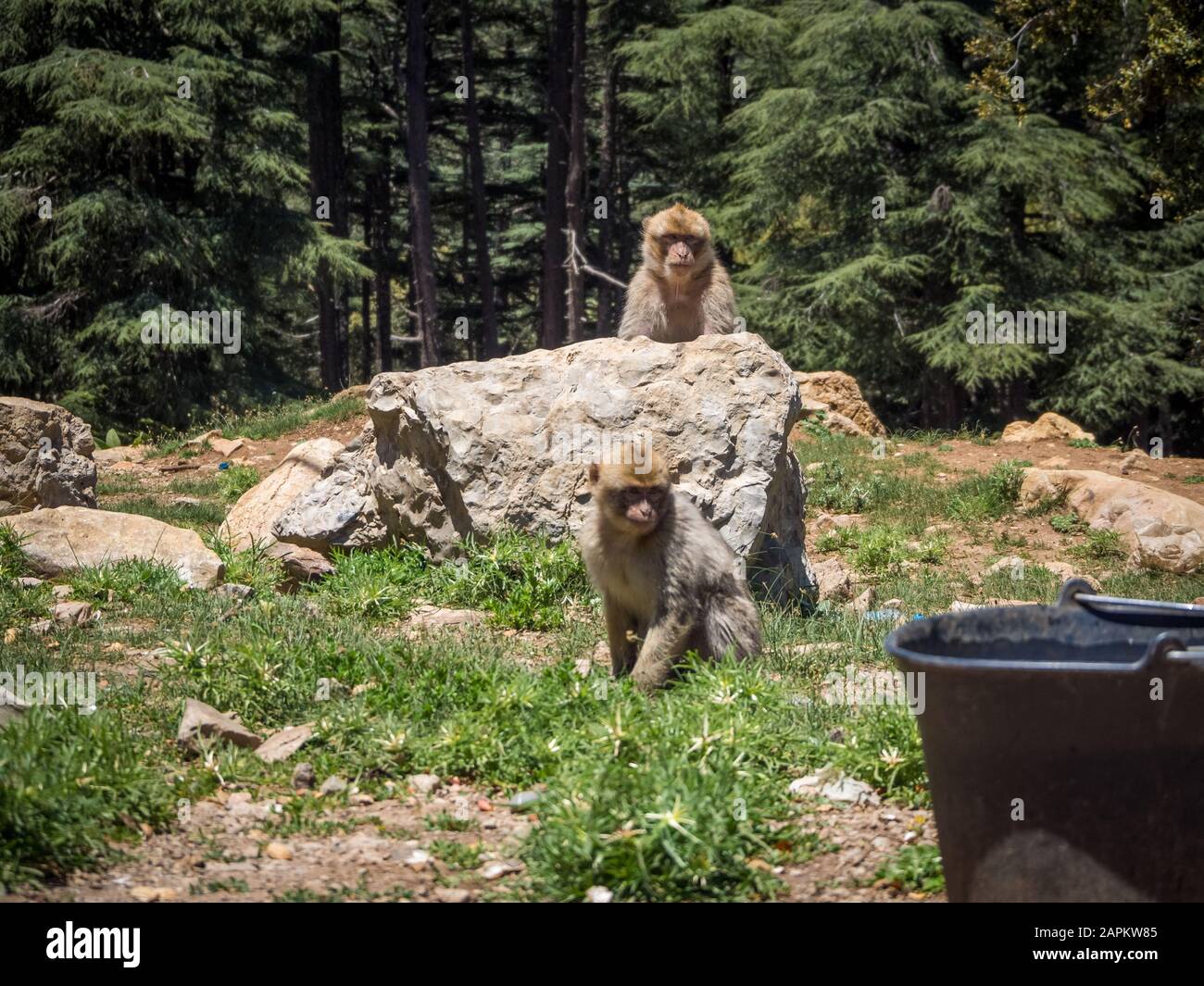 Cute Macaca Sylvanus Berber scimmia giocare vicino formazioni rocciose in Marocco Foto Stock