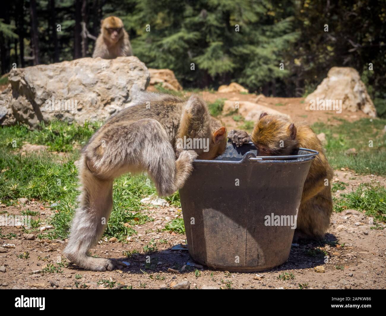 Carino Macaca Sylvanus Berber scimmie bere acqua da un secchio In Marocco Foto Stock