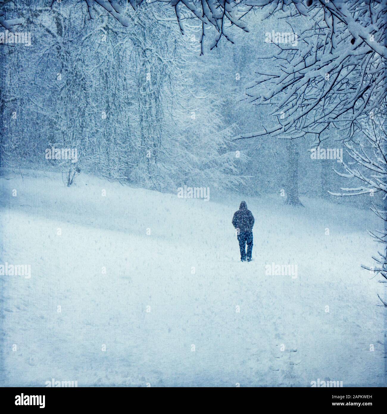Foresta in inverno vicino Wuppertal, uomo durante la caduta di neve Foto Stock