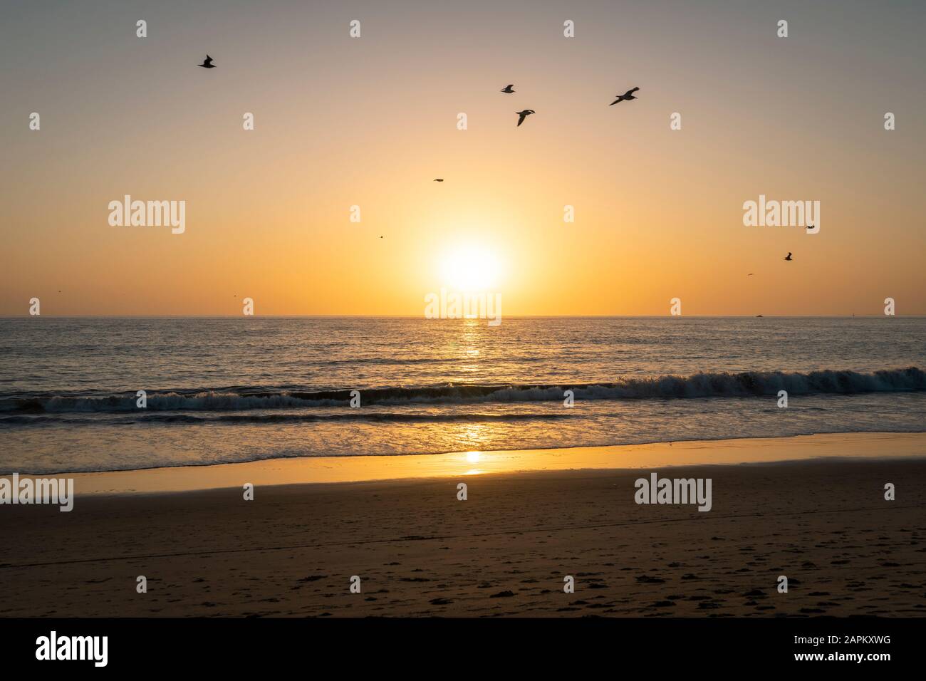 USA, California, Los Angeles, un gruppo di uccelli che volano sulla spiaggia costiera dell'Oceano Pacifico al tramonto Foto Stock