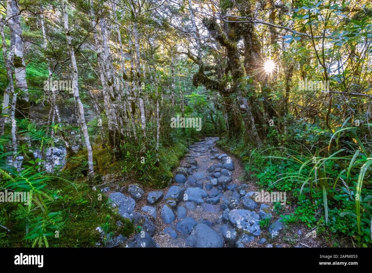 Nuova Zelanda, sentiero roccioso delle cascate Taranaki a piedi al tramonto Foto Stock