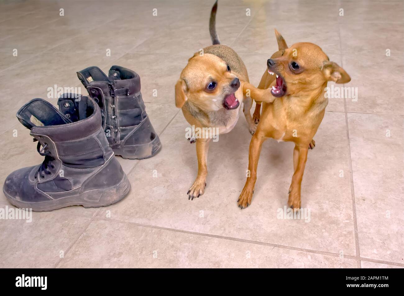 Un paio di cani Chihuahua, un maschio e una femmina, litigando con l'altro stile doggy su chi è responsabile della casa. Nota per Revisore; ci sono alcuni m Foto Stock