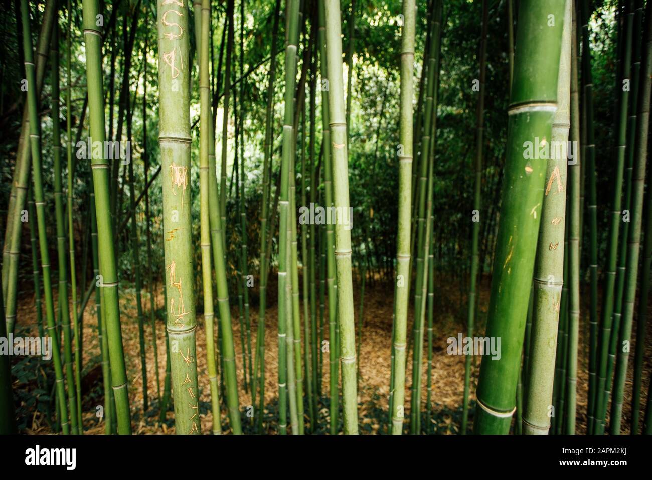 Georgia, Tbilisi, Bambù boschetto in giardino botanico Foto Stock