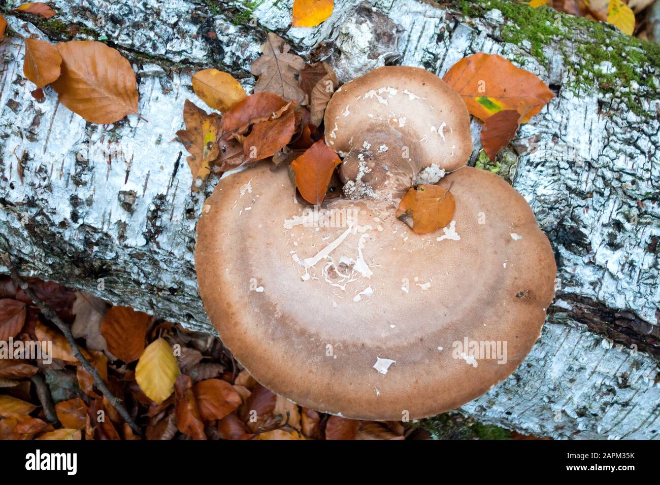 Germania, polyporo di betulla su tronco di betulla in autunno Foto Stock