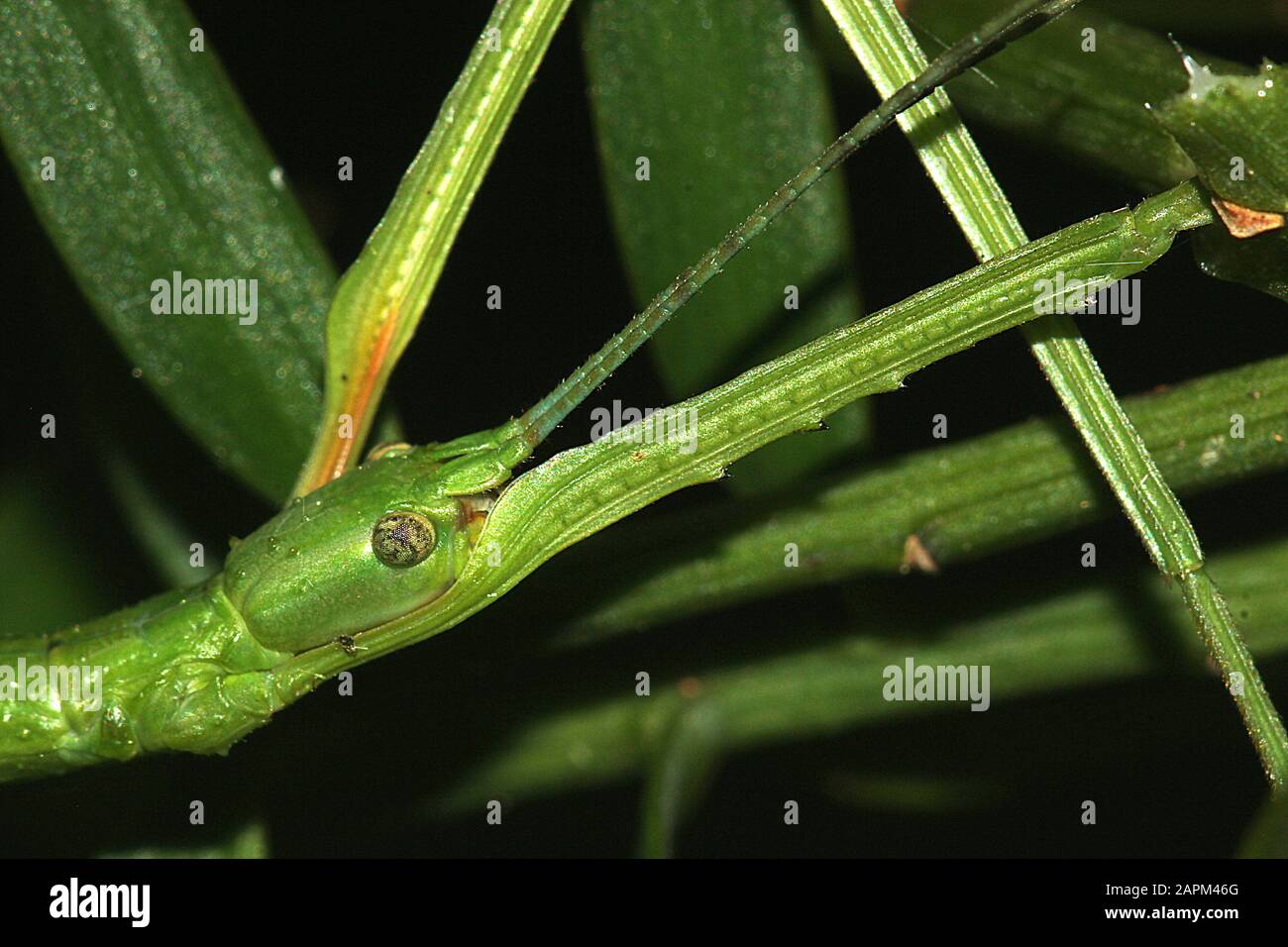Insetti di bastone verde e marrone Foto Stock