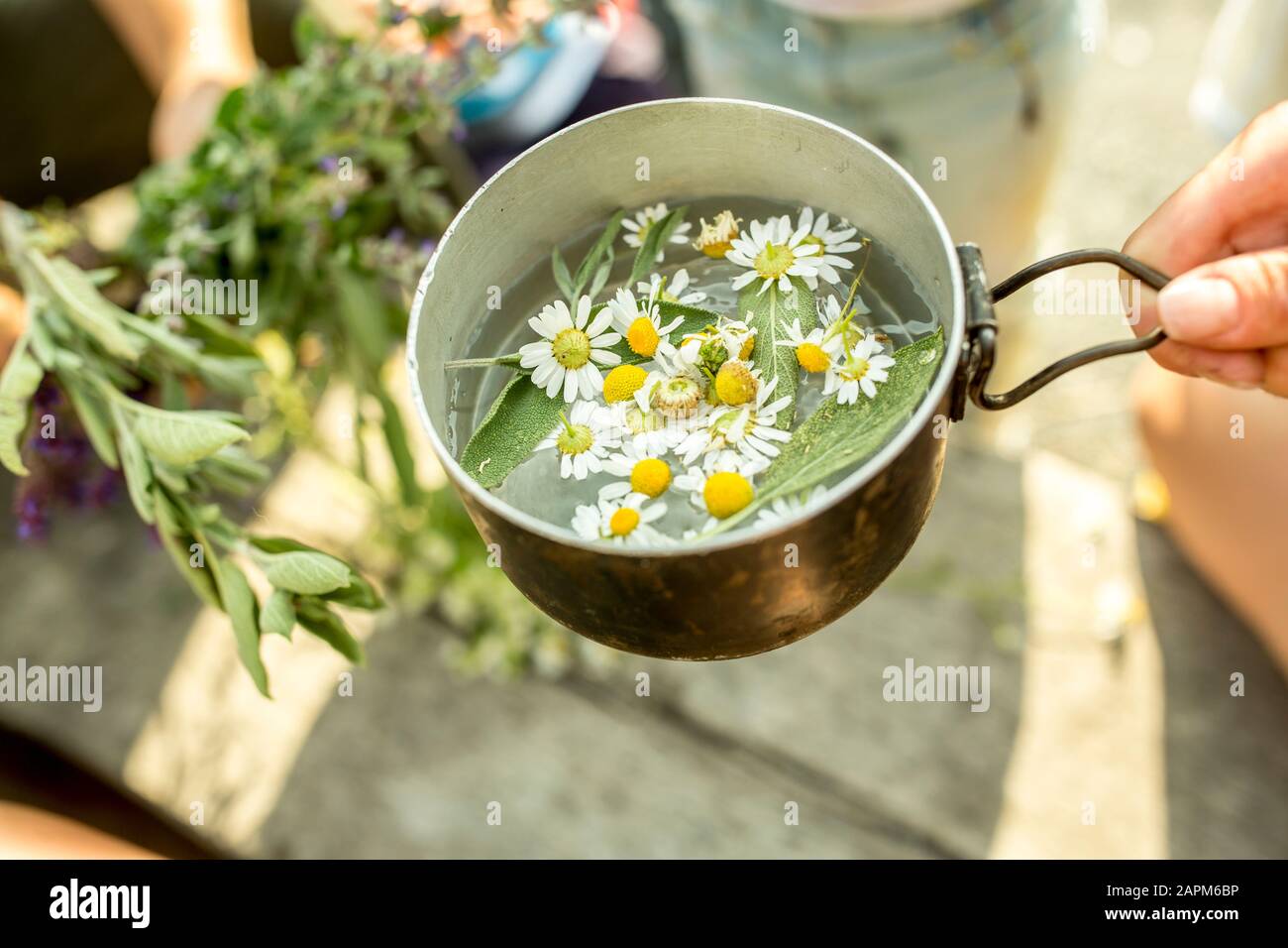 Camomilla fresca in vaso con acqua per infusione Foto Stock