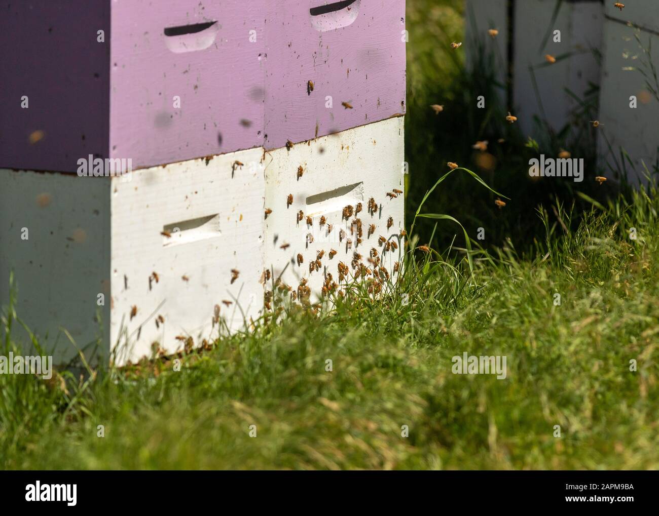 Api che entrano loro alveari di ape Foto Stock