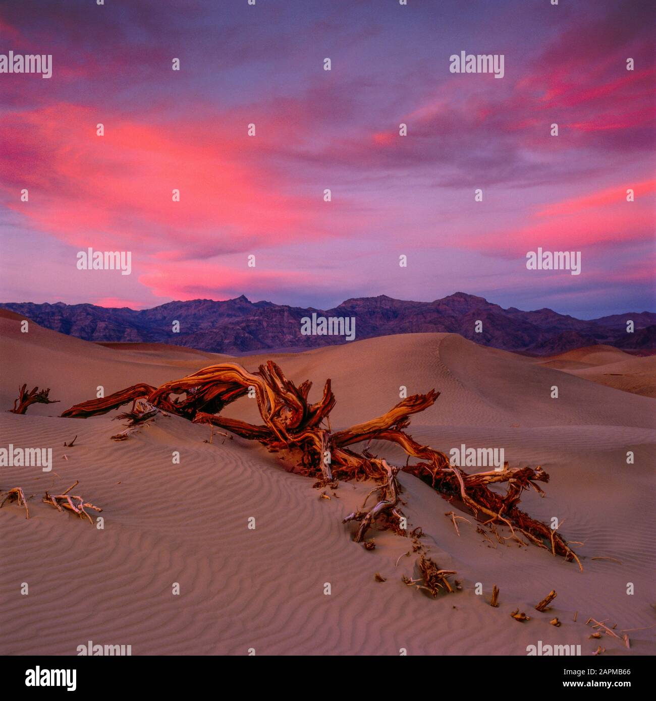Sunset, tamerici, dune, Grapevine montagne, Parco Nazionale della Valle della Morte, California Foto Stock