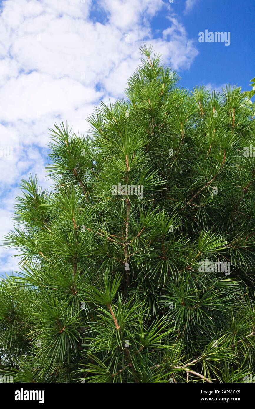 Primo piano di Pinus - Pine Tree in estate Foto Stock