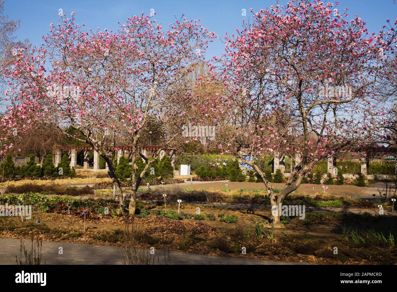 Magnolia loebneri alberi con fiori rosa e bianco fiore fiori nel giardino d'ingresso in primavera, Montreal Botanical Garden, Quebec, Canada Foto Stock