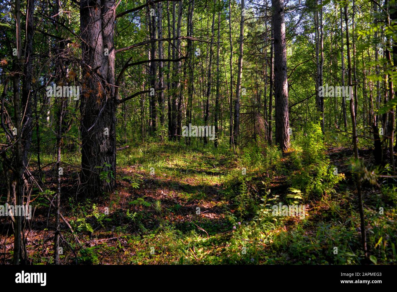 Soleggiata foresta estiva. Bella scena naturale. Bella estate sfondo foresta. Foto Stock