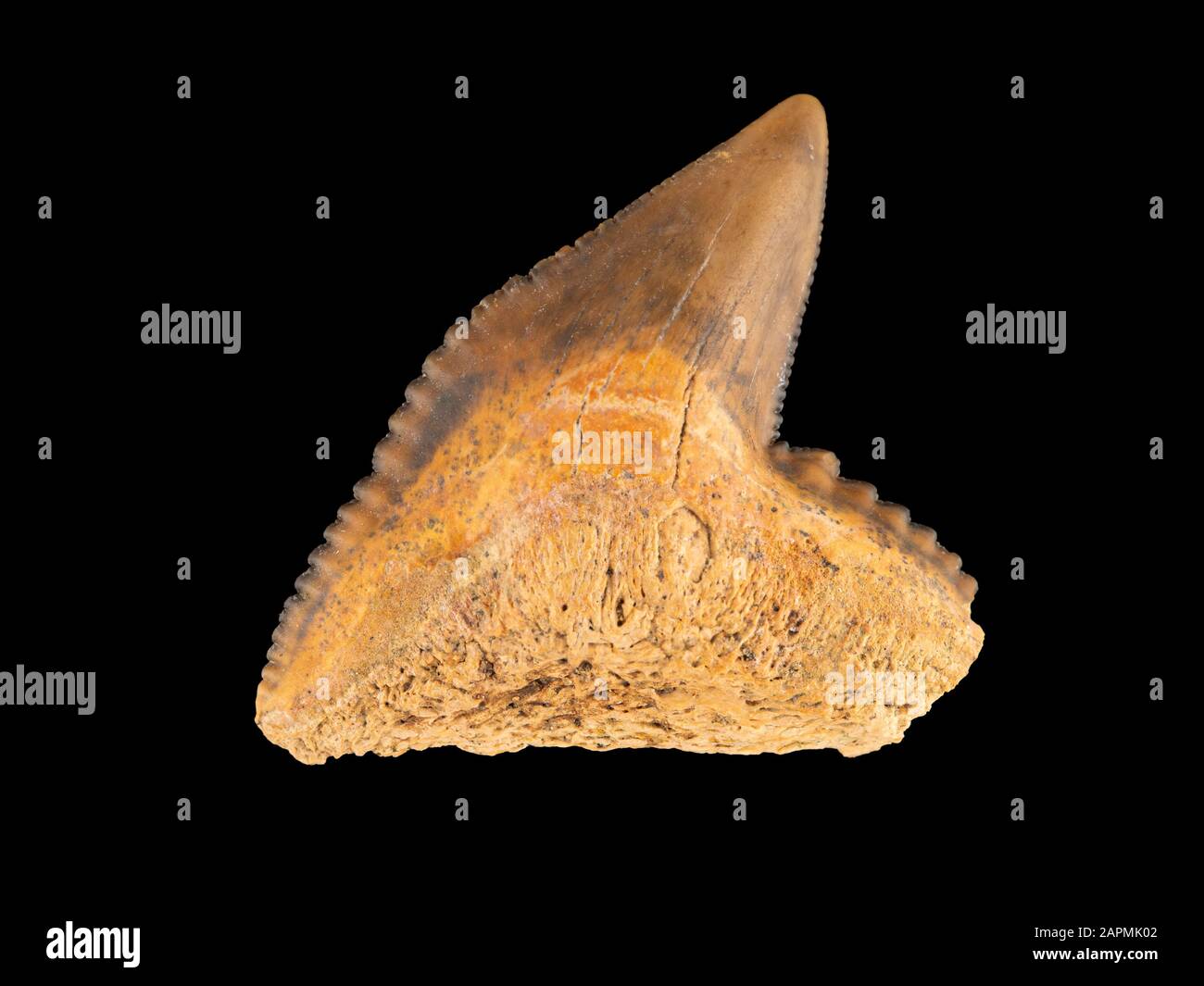 Dente di squalo tigre fossile, specie Galeocerdo. Gli squali tigre si sono evoluti nell'epoca del Miocene, che si è estesa da 5 a 23 milioni di anni fa Foto Stock