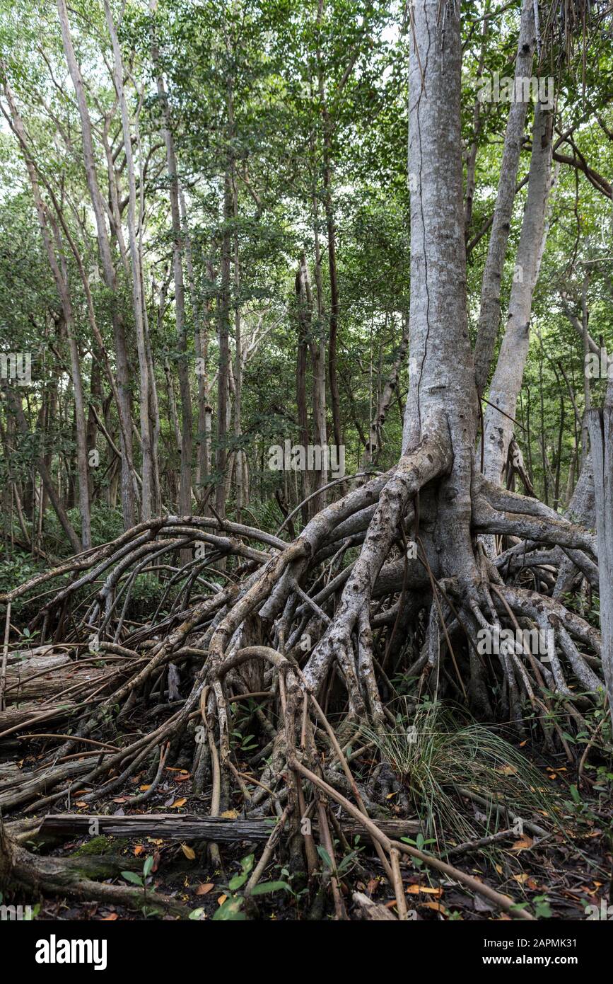 Mangrovie di Dzinitun a Celestun, Yucatan, Messico Foto Stock