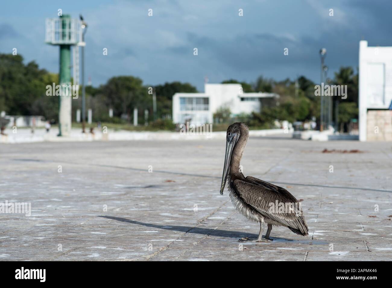 Pellicano grigio al molo Foto Stock