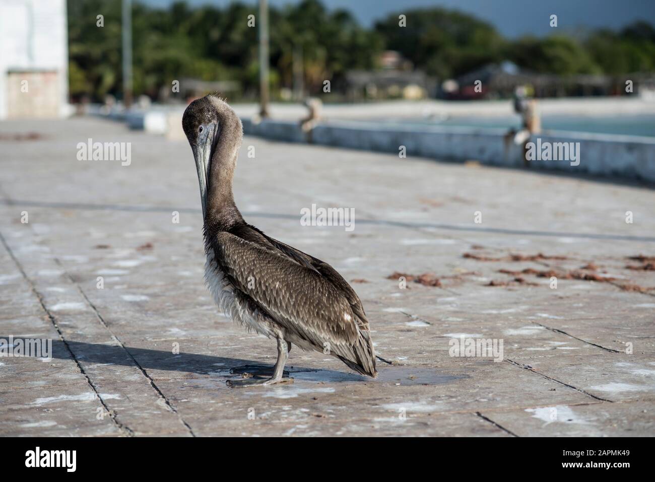 Pellicano grigio al molo Foto Stock