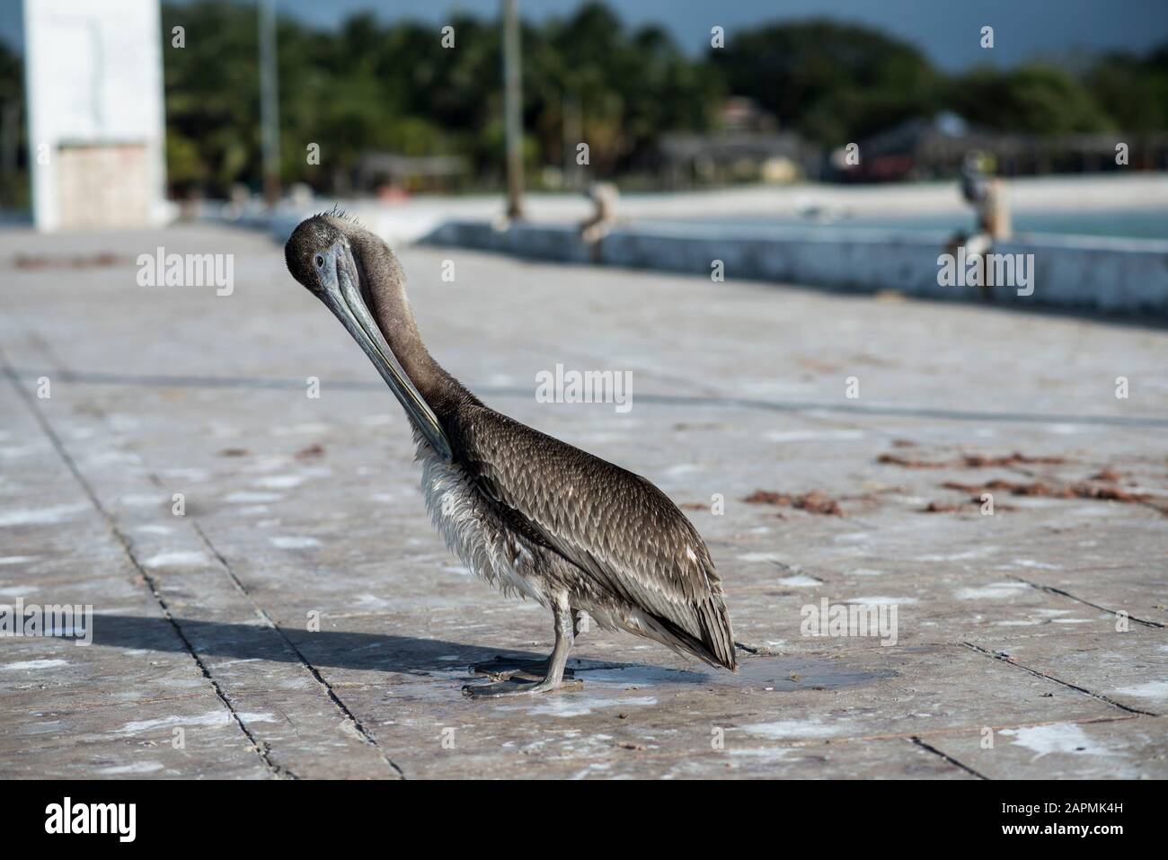 Pellicano grigio al molo Foto Stock