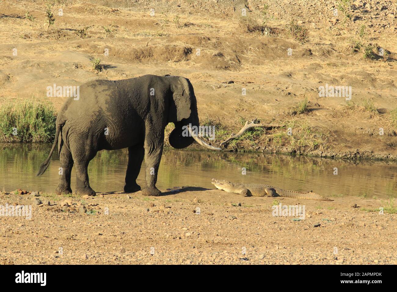 Elefante che guarda un coccodrillo nel parco nazionale kruger Foto Stock