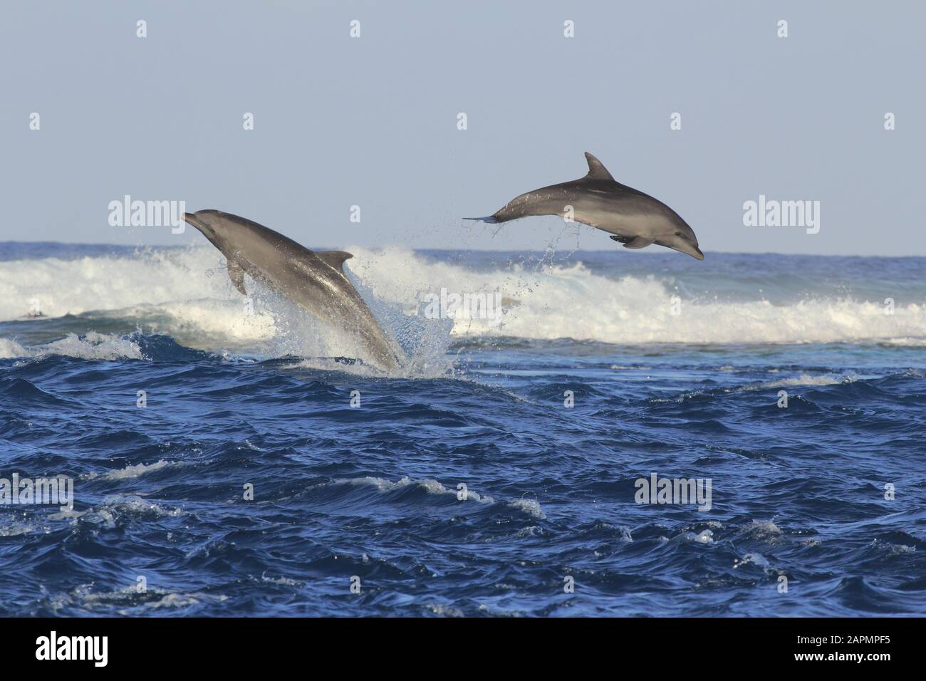 Delfini che saltano nell'onda nella polinesia francese Foto Stock