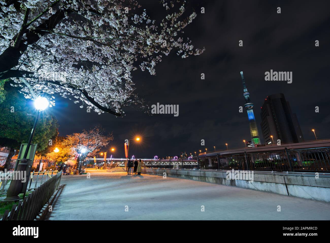 Fiori di ciliegio primaverile e luci nel parco Sumida di notte, Tokyo, Giappone Foto Stock