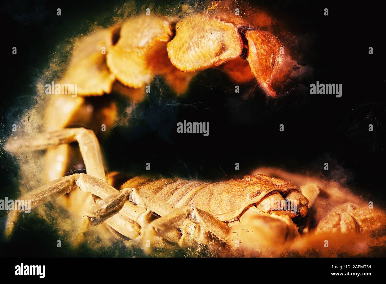 scorpione del deserto che pungono da vicino - concetto di pericolo Foto Stock