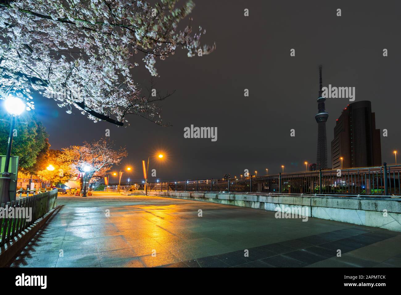 Fiori di ciliegio primaverile e luci nel parco Sumida di notte, Tokyo, Giappone Foto Stock