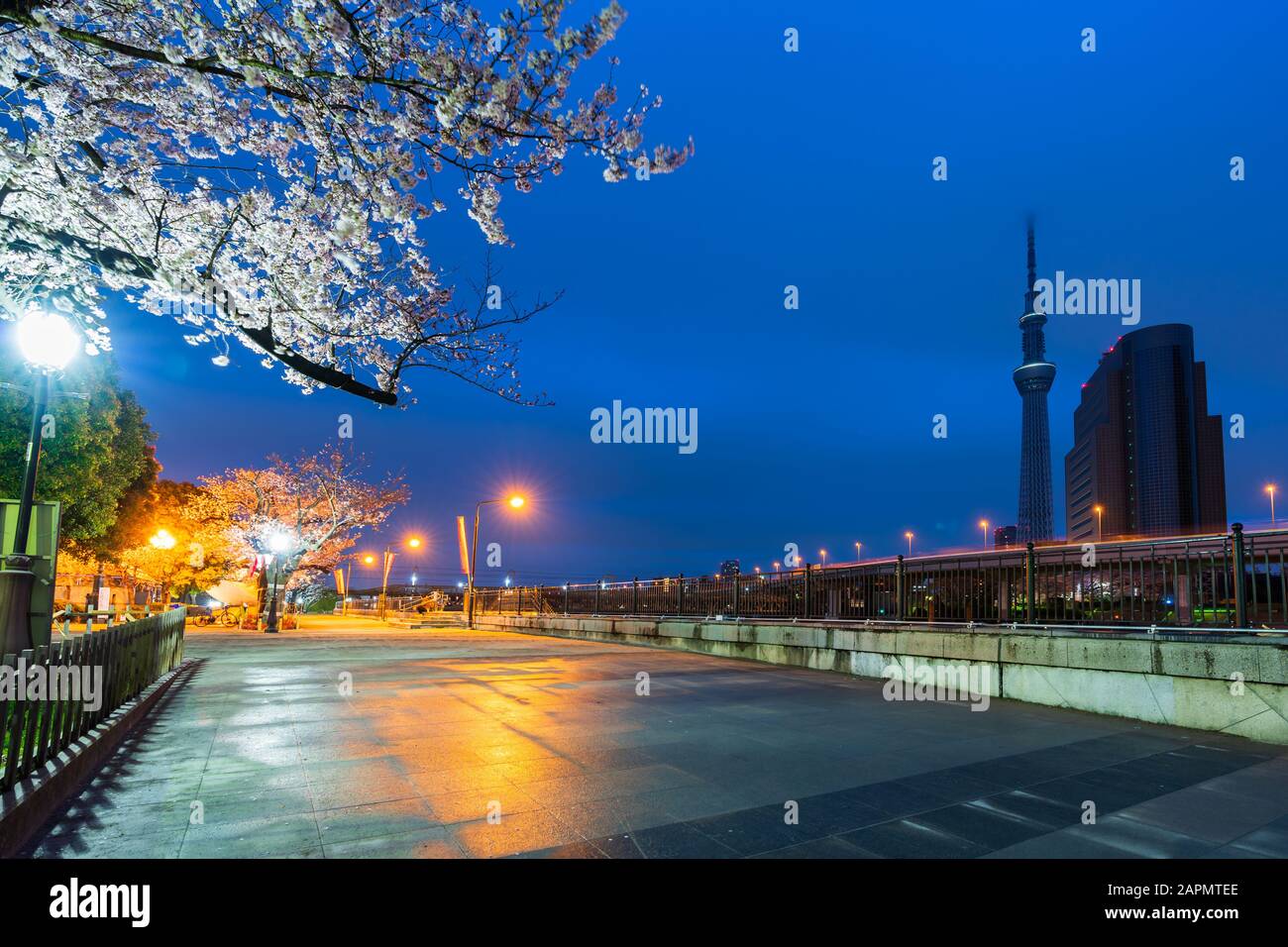 Fiori di ciliegio primaverile e luci nel parco Sumida di notte, Tokyo, Giappone Foto Stock