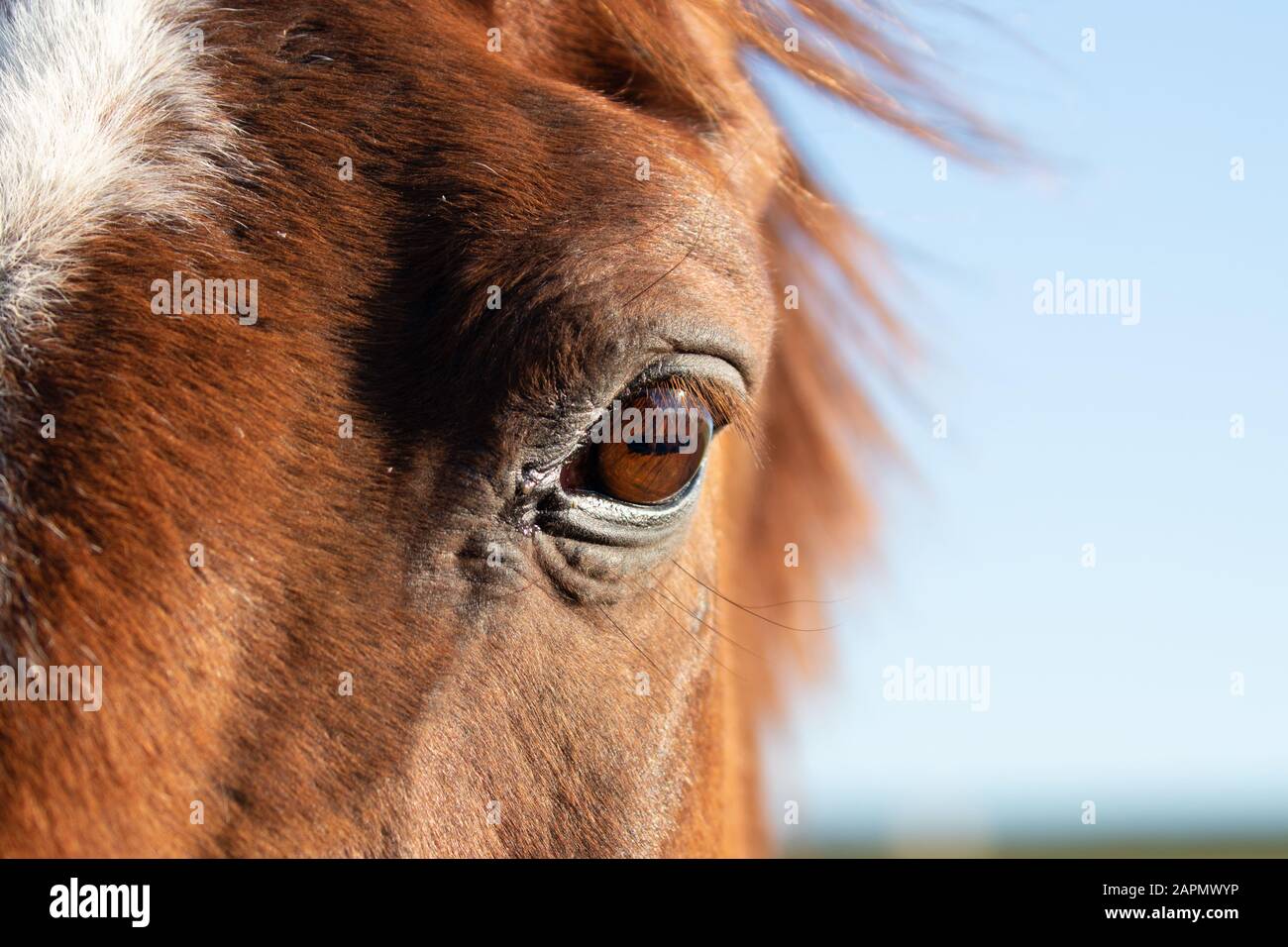 Un occhio ravvicinato dei cavalli contro uno sfondo blu del cielo Foto Stock