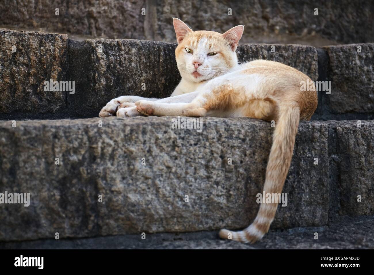 Gatto rosso vagante sdraiato su scale di pietra, fuoco selettivo. Foto Stock