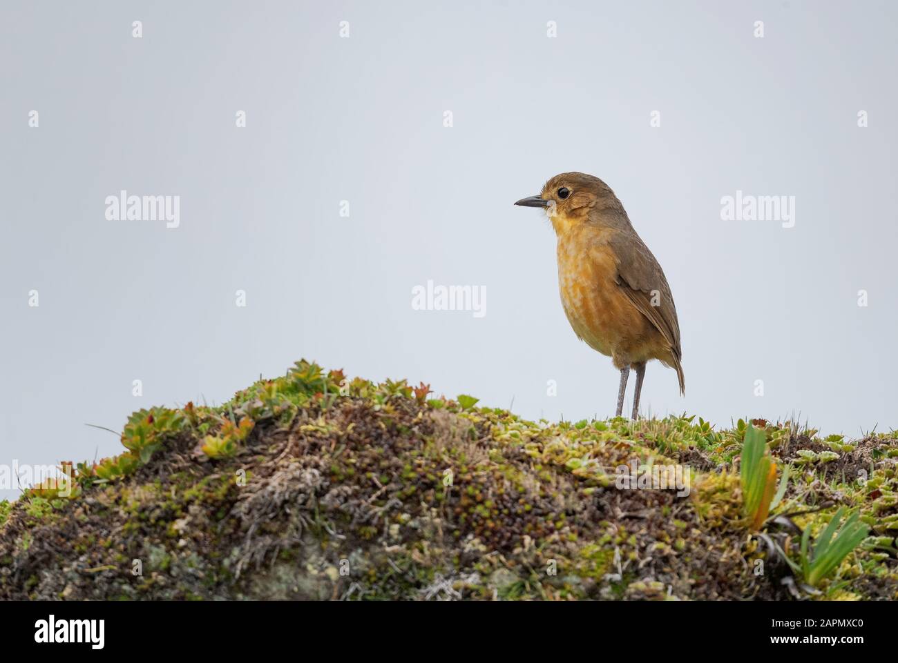 Tawny Antpitta - Grallaria quitensis, speciale uccello nascosto dalle foreste andine, Antisana, Ecuador. Foto Stock