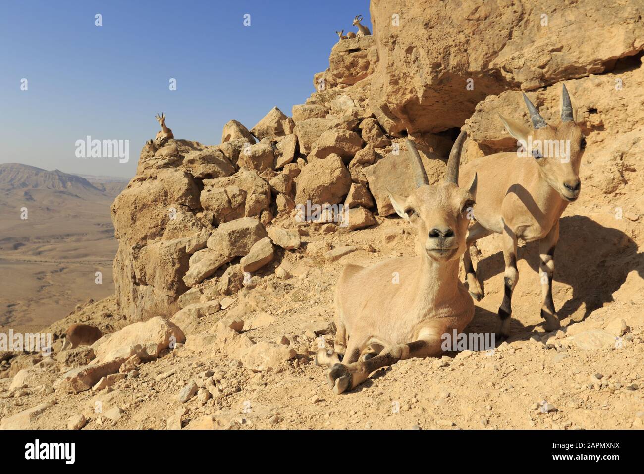 Ibex nubiano nel deserto di Neguev Foto Stock