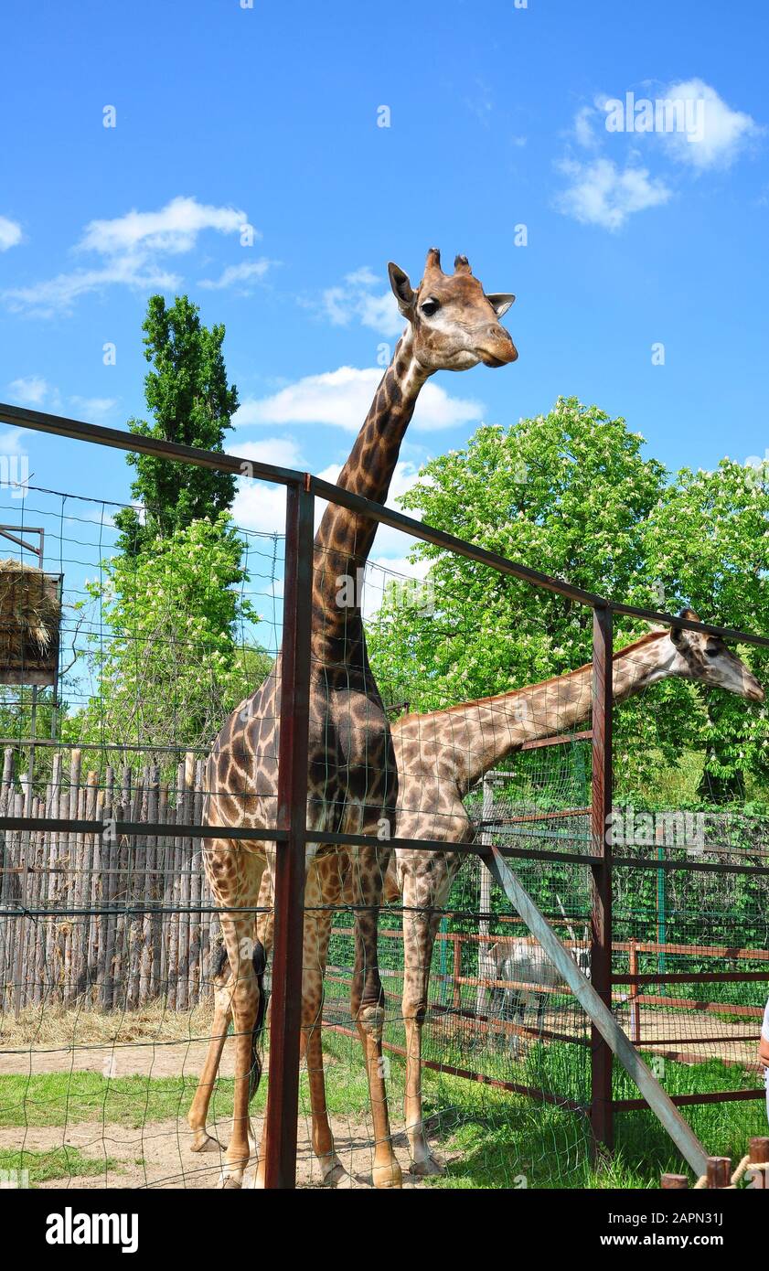 giraffa sullo sfondo di cielo e alberi, si erge nel corral, primo piano Foto Stock