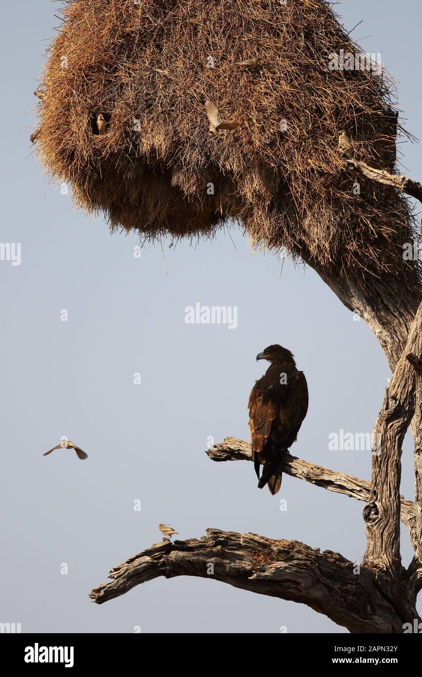 Bellissimo scatto verticale di un uccello nero appollaiato su un diramazione sotto un nido d'uccello gigante Foto Stock