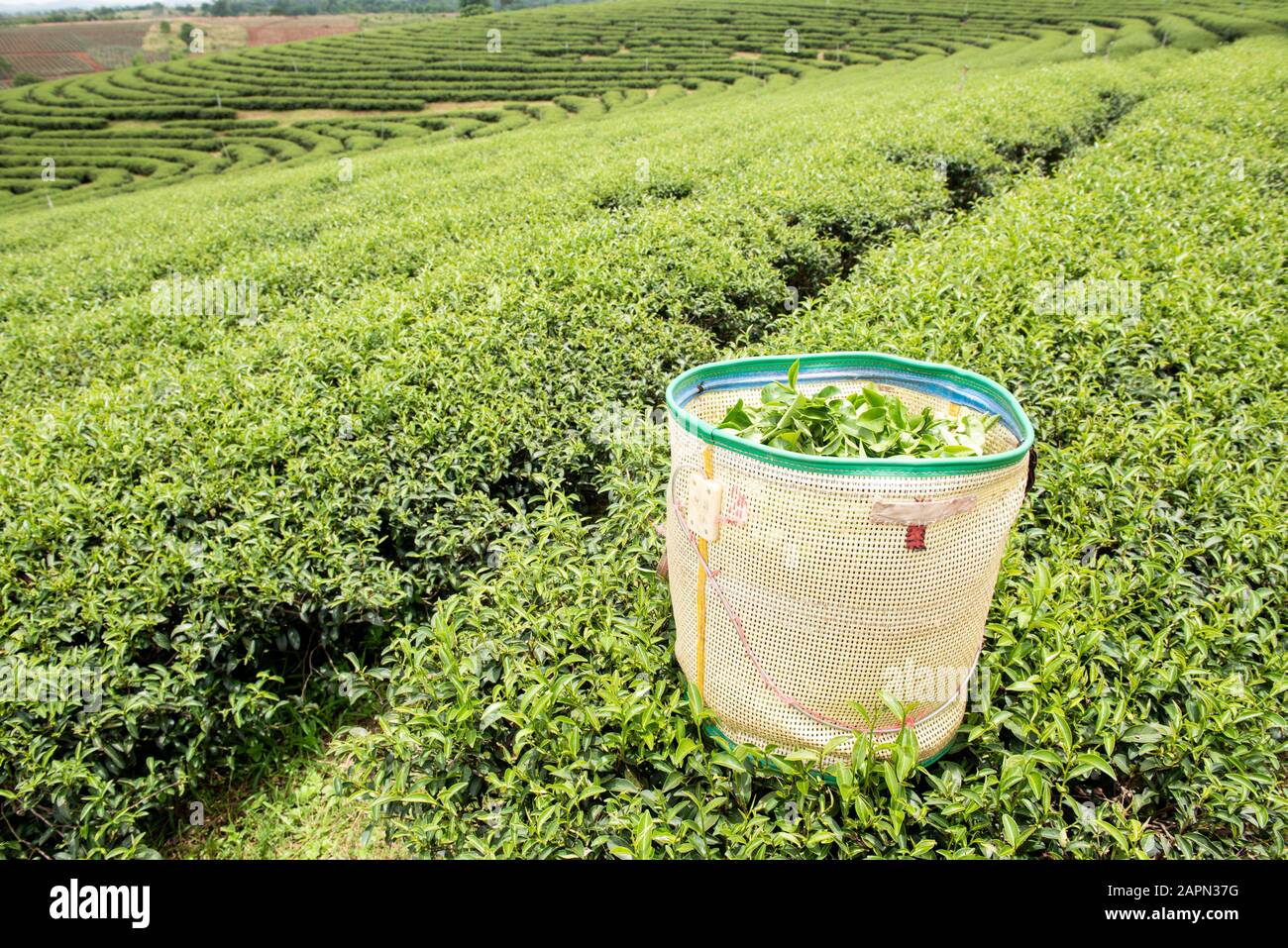 Verde piantagione di tè paesaggio in Thailandia Foto Stock