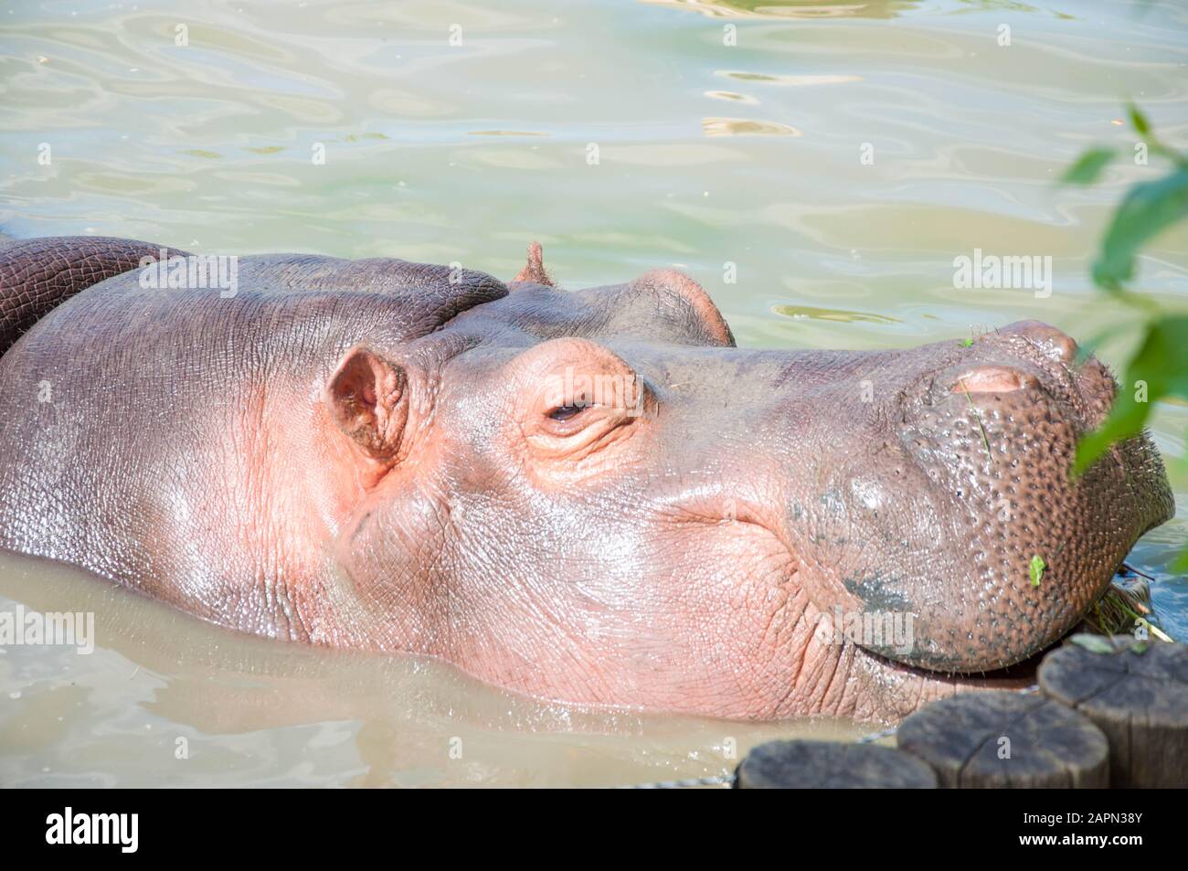 Grande ippopotamo passeggiate sulla terra, dorme, si trova sull'erba e bevande acqua, primo piano Foto Stock