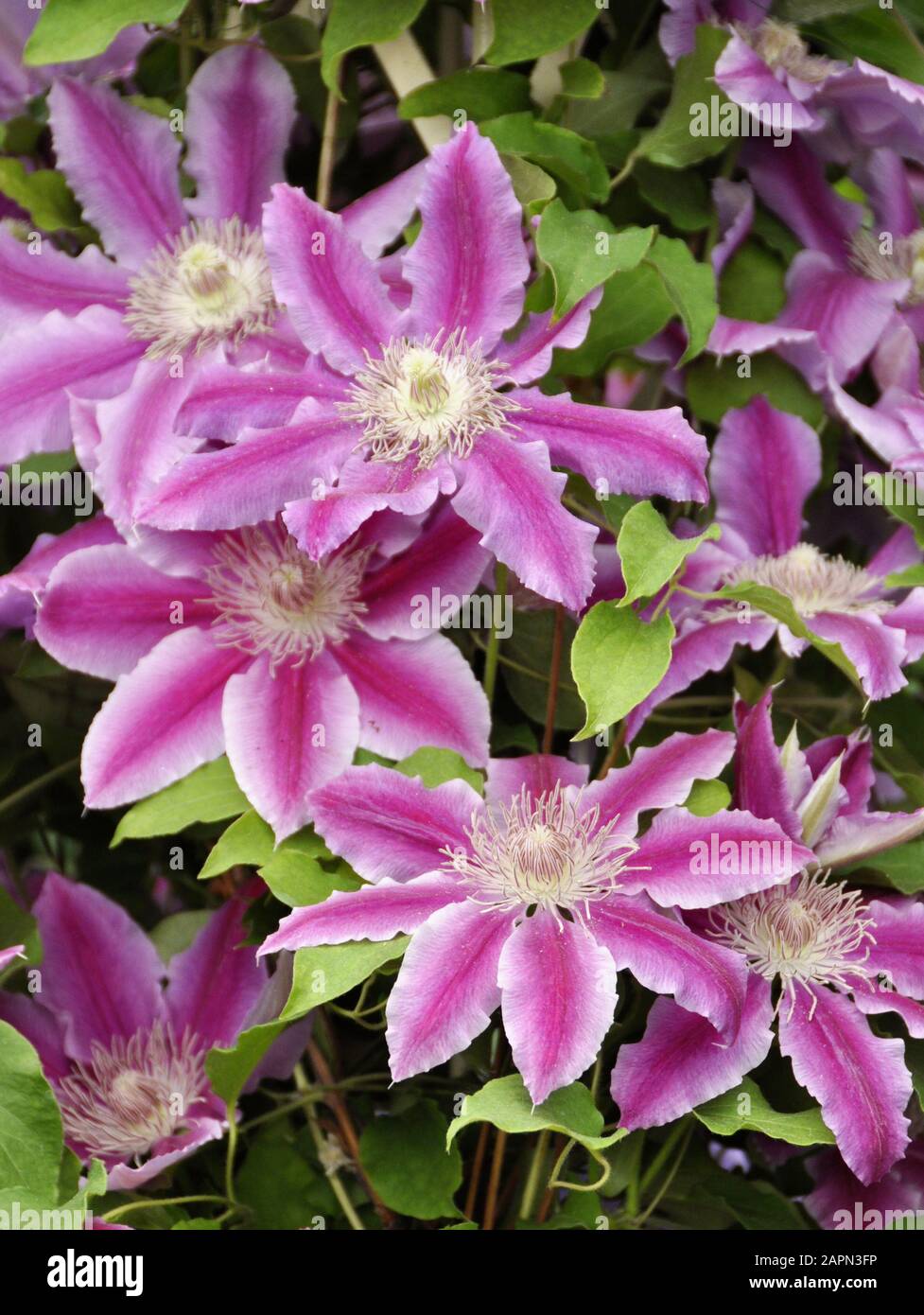 Fiori di clematis a strisce rosa e bianco Foto Stock