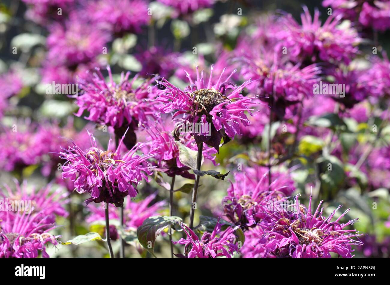 Beibalm Monarda didima cremisi fiore rosa Foto Stock