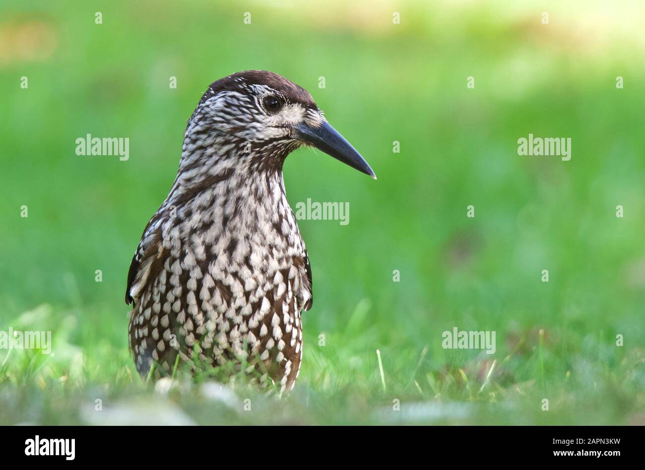 Macchiato Nutcracker in piedi su erba verde Foto Stock