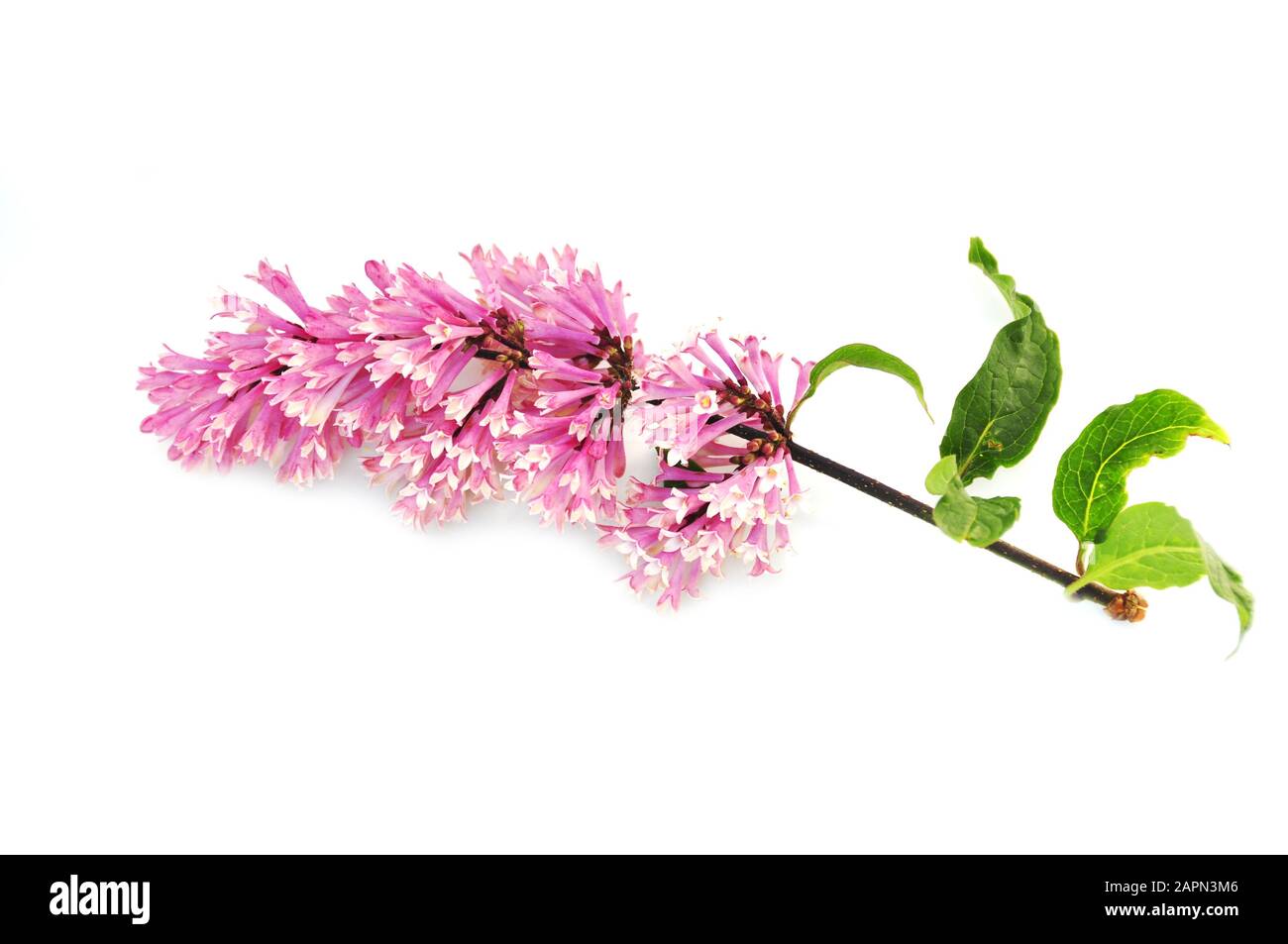 Lilac ungherese Syringa josikaea isolato su sfondo bianco Foto Stock
