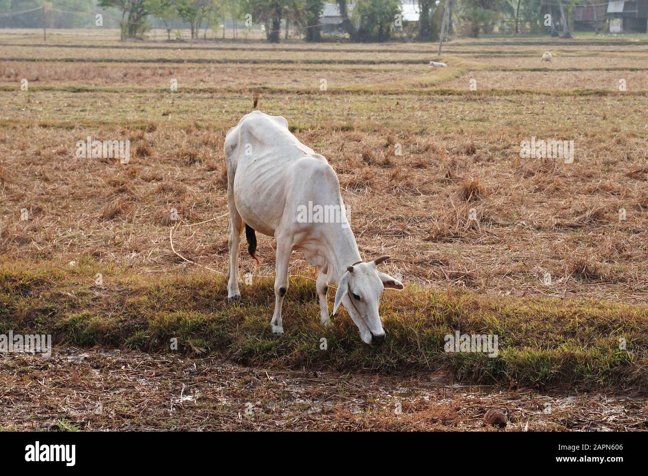 Skinny bianco vacca cambogiano. Paesaggio di campagna in Kampot provincia nel sud della Cambogia, in Asia. Un gruppo di mucche locali villaggio. Agricoltura e Foto Stock