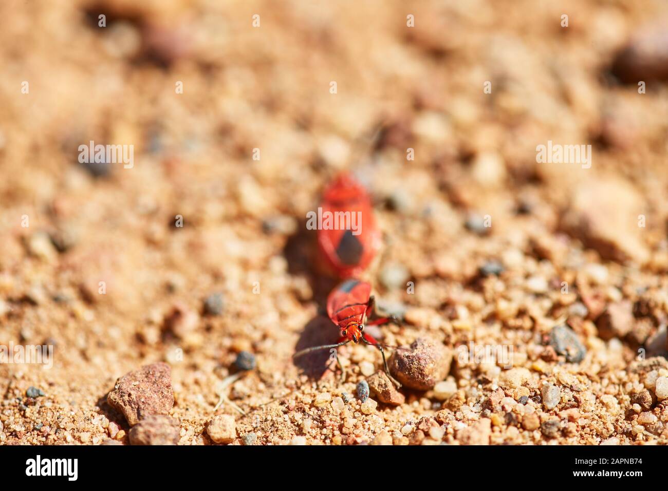 Accoppiamento Coloratori Di Cotone, Coetzenberg Foto Stock