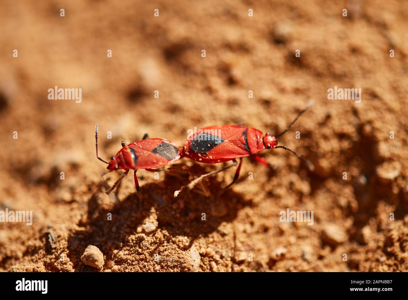 Accoppiamento bug coloratore cotone Foto Stock