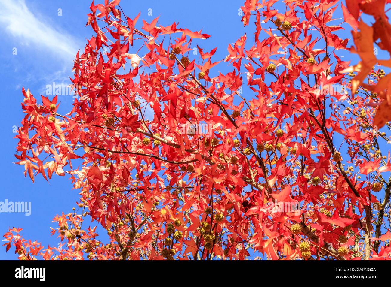 Dolcificanti americani, Liquidambar styraciflua in autunno, Arboretum National des Barres Foto Stock