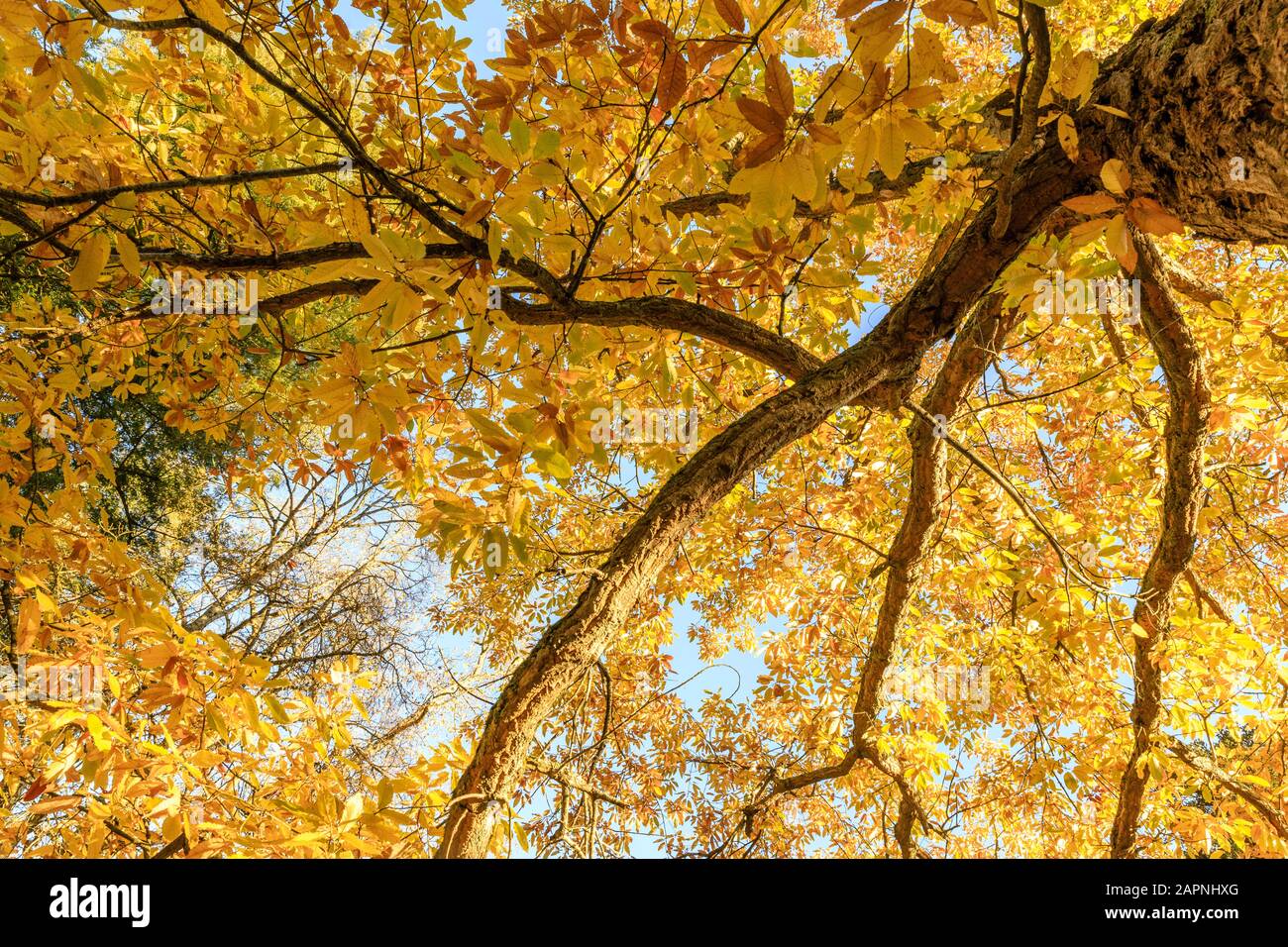 Quercia cinese da sughero, quercus variabilis in autunno, Arboretum National des Barres Foto Stock