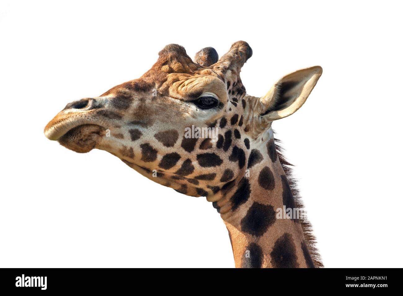 Giraffe (Giraffa camelopardalis), primo piano di testa su sfondo bianco Foto Stock