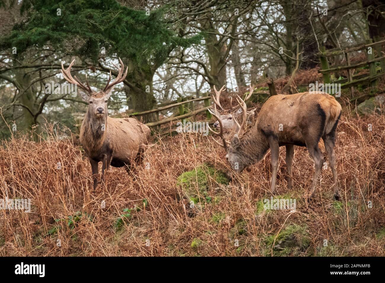 Cervi rossi stracci nei loro camici invernali marroni in bracken. Foto Stock