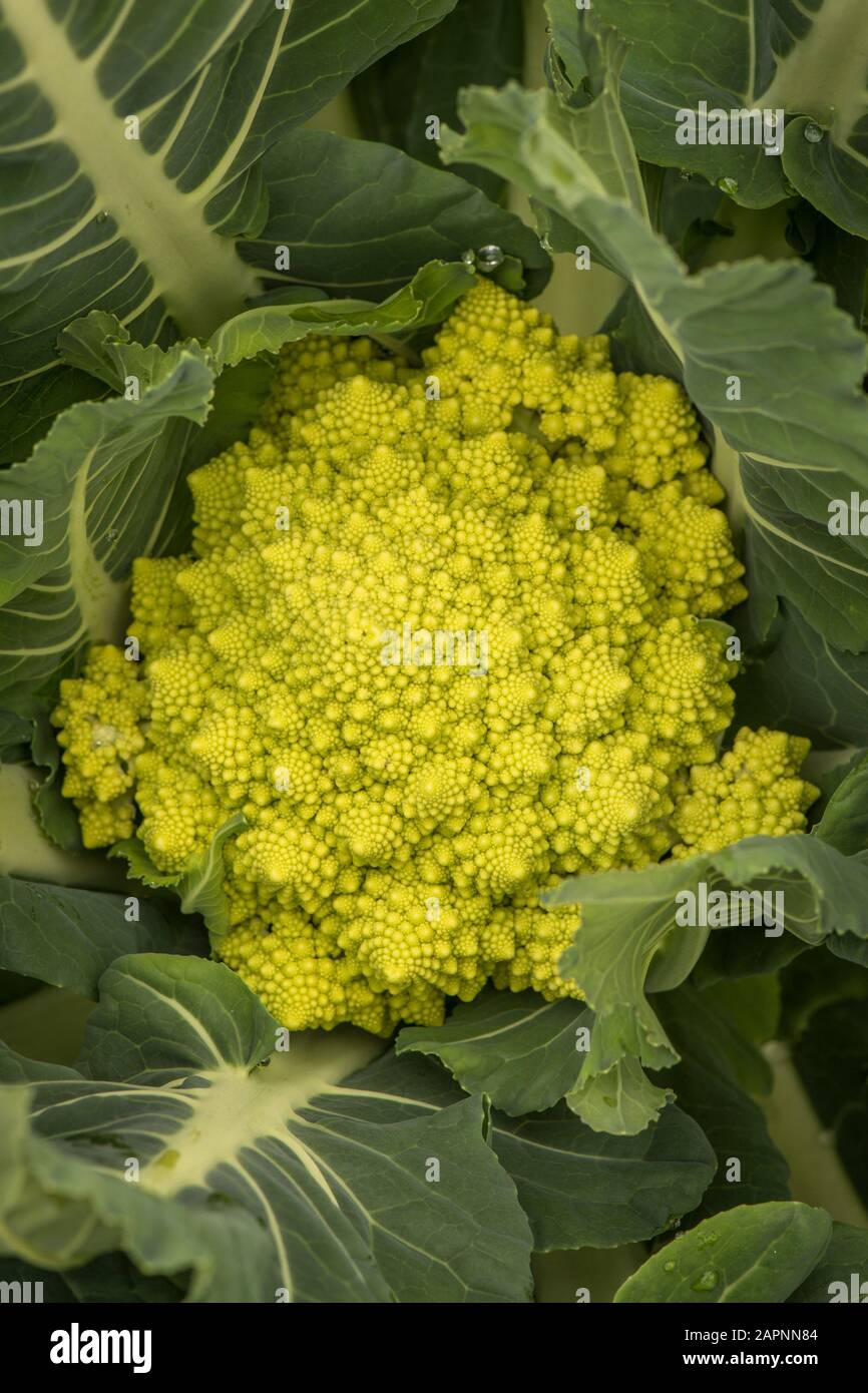 Romanesco broccoli, cavolfiore romano in un orto. Foto Stock