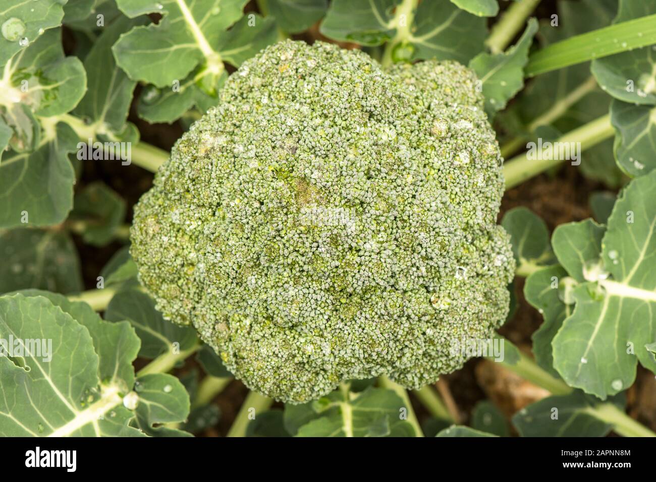 Primo piano di Testa di broccoli coltivati Organici in orto. Foto Stock