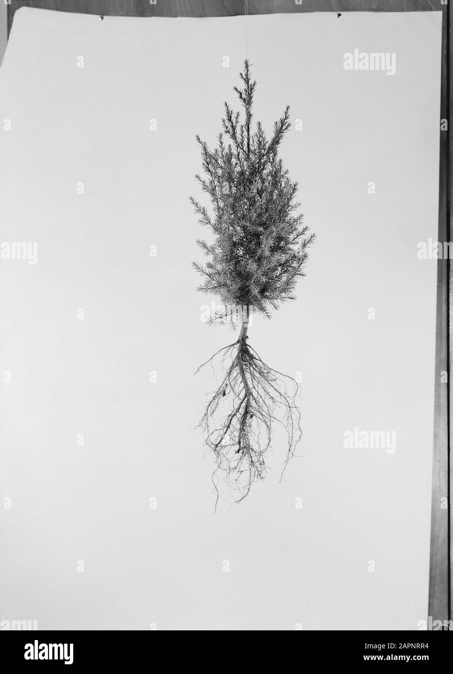 Varie specie di conifere, juniperus Data: 1965 Parole Chiave: Vari tipi di ago Nome personale: Juniperus Foto Stock