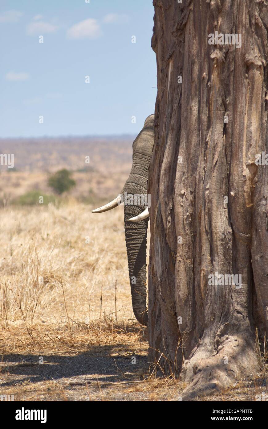 Elefante giovane, alla ricerca di ombra Foto Stock