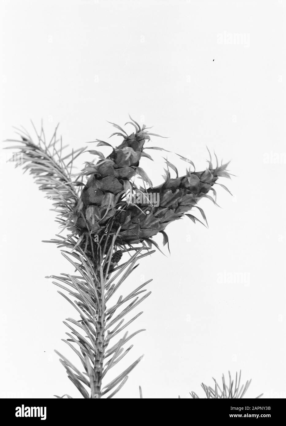 Larice e douglas, blue douglas Data: Parole Chiave non date: Larice e douglas Nome personale: Blue douglas Foto Stock